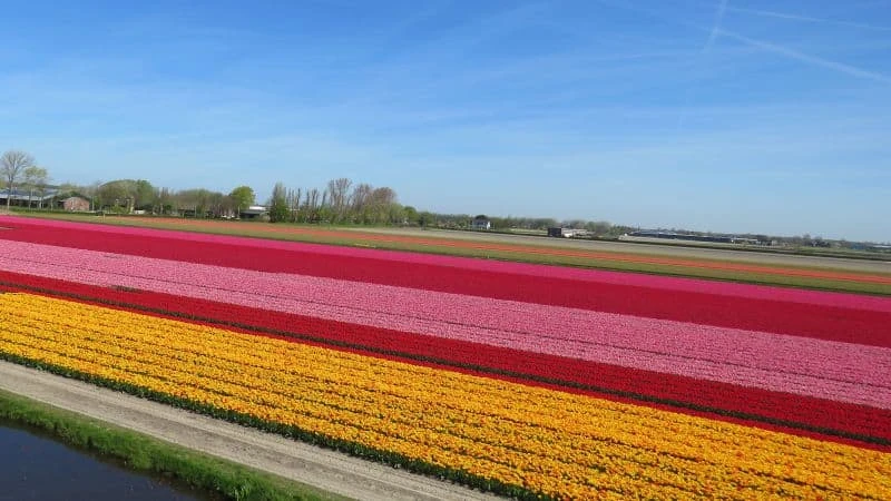 Campos de Tulipas vistos do alto do moinho de vento no Keukenhof