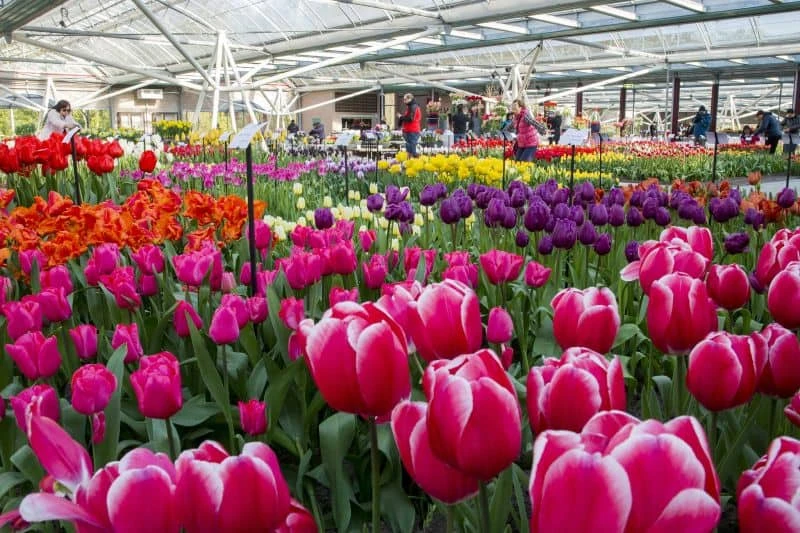 Flower Show de Tulipas floridas no Pavilhão Willem Alexander, no Keukenhof