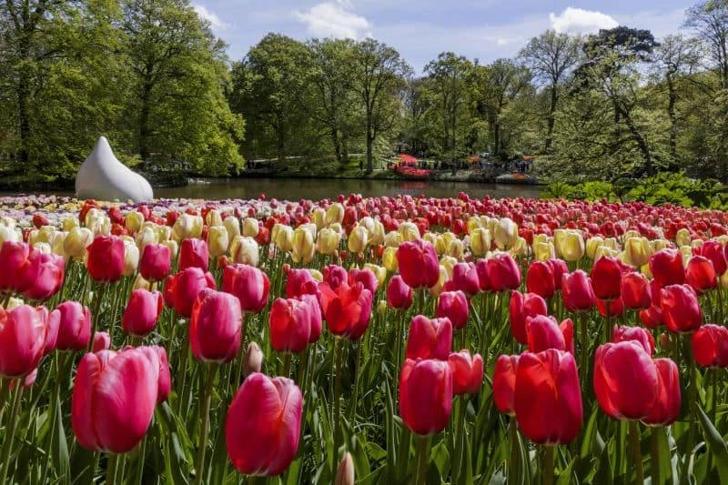 Jardim das Tulipas completamente floridas, com escultura ao fundo