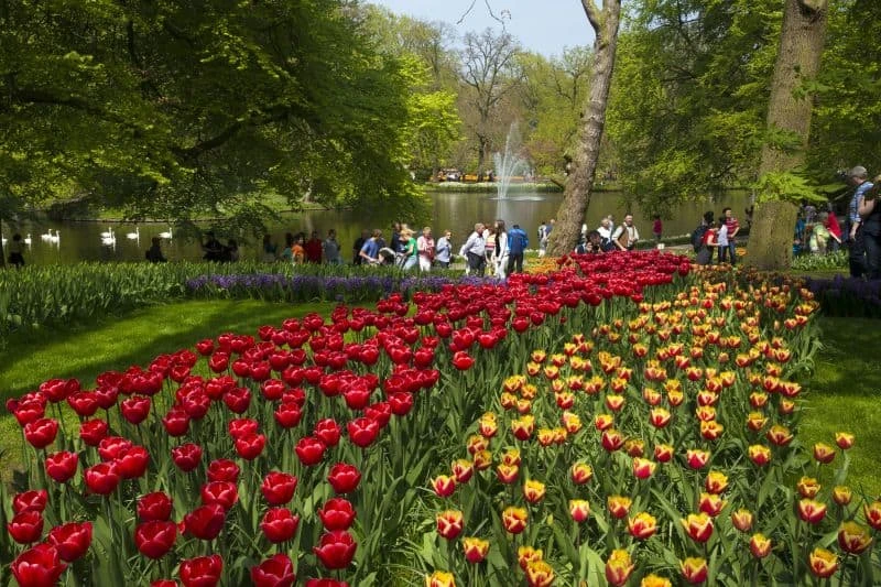 Jardim de tulipas no Keukenhof, na Holanda, com lago e fonte ao fundo