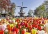 Keukenhof 2020: Guia completo do parque das tulipas na Holanda Keukenhof com moinho de vento e jardim de tulipas