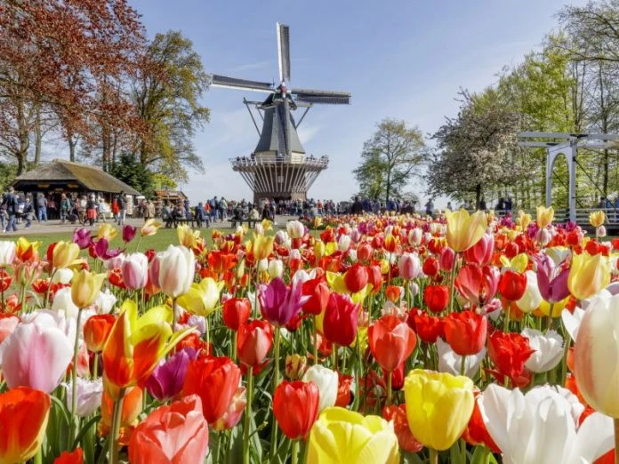 Keukenhof com moinho de vento e jardim de tulipas