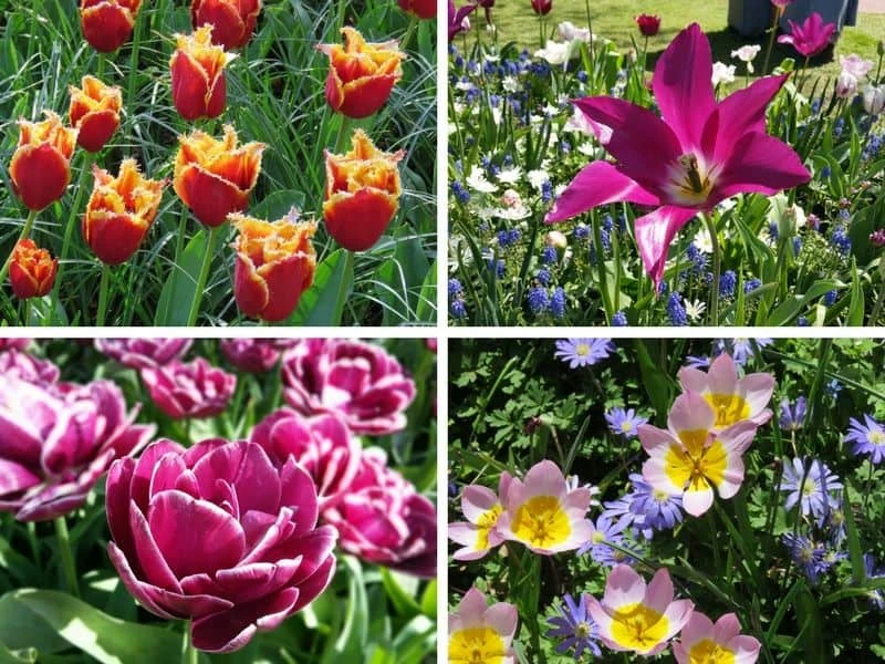 Variedade de Tulipas no Keukenhof