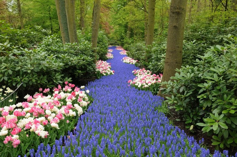 Mar de jacintos se misturam com tulipas no jardim do Keukenhof na Holanda