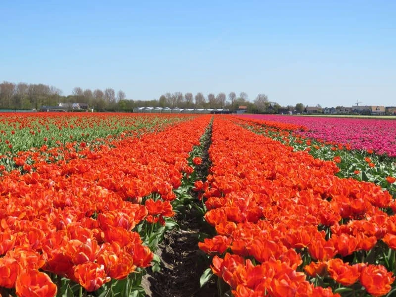 Campo de tulipas laranjas