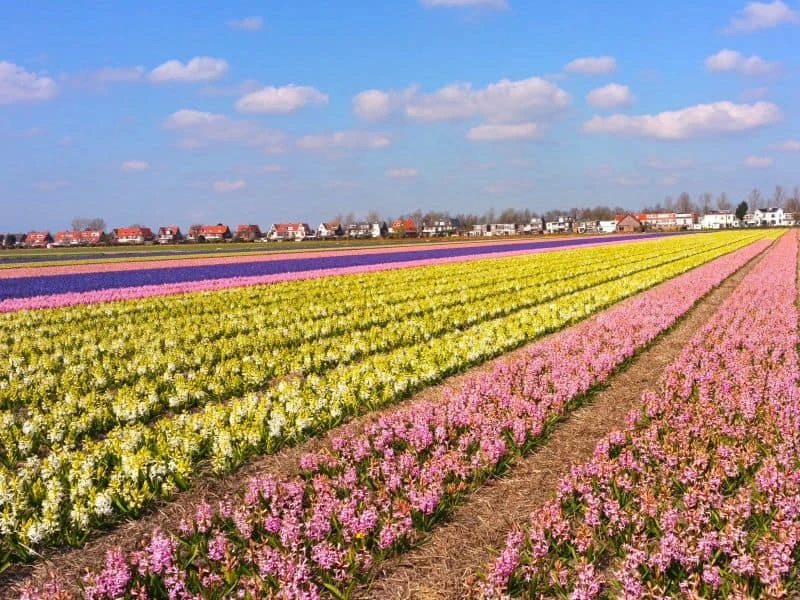 Campo de flores na Holanda. Não há só tulipas, mas jacintos também