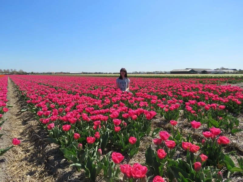 Campo de tulipas cor de rosa. Como se posicionar pra tirar foto.