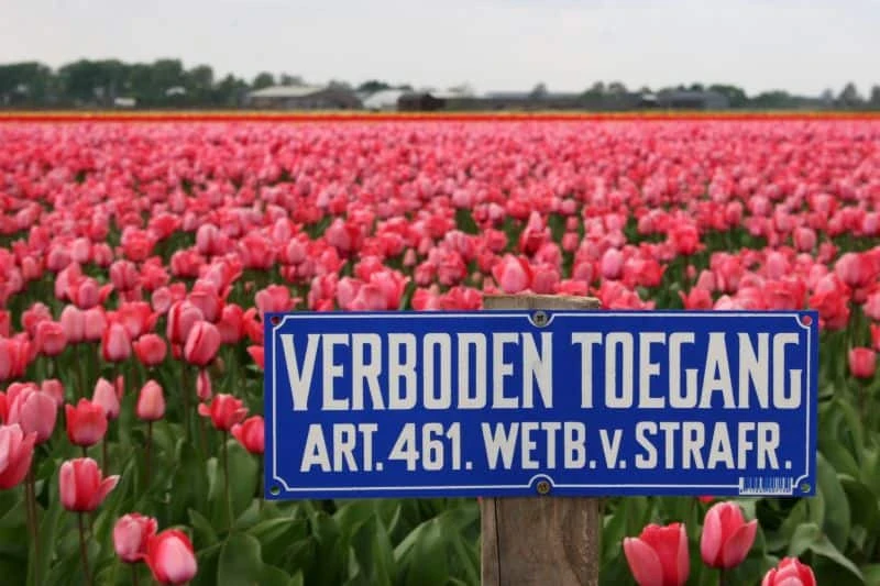 Campo de tulipas na holanda com placa em holandês de entrada proibida