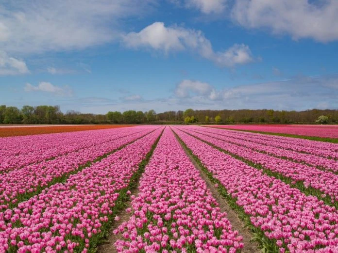 Campos de Tulipas. Foto: Pixabay Rotas e dicas de como visitar os campos de tulipas rosas na Holanda