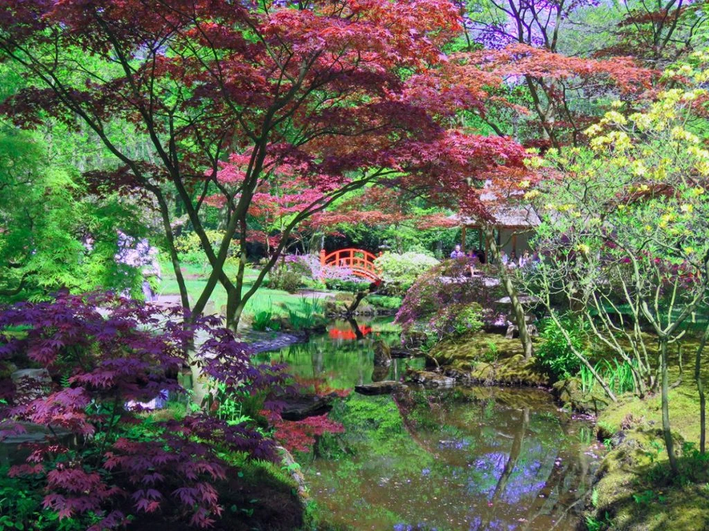 jardim japonês de haia, na holanda, durante a primavera