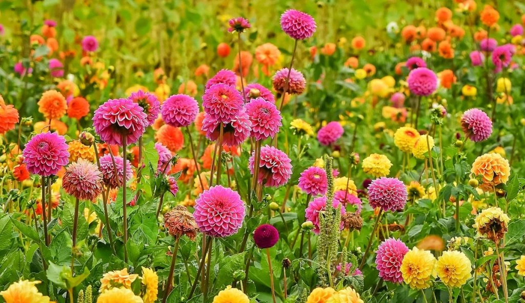 visite os campos de dálias na Holanda. essas flores crescem no verão, ao contrário do campo de tulipas, típicas da primavera