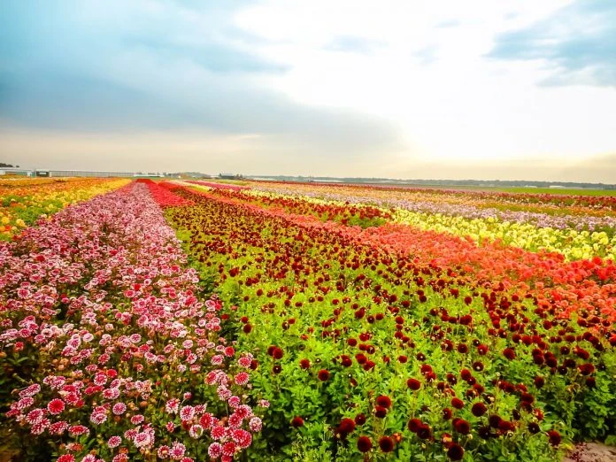Campo de dálias (Divulgação) campo de flores (dálias) de diversas cores. Elas aparecem durante verão da Holanda, ao contrário do campo de tulipas, que é típico da primavera